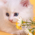 :iconenemyhideout: