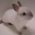 :iconenergyzerbunny: