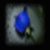 :iconenfant-de-la-nuit: