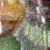 :iconenglostaranailo: