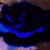 :iconenigchang: