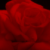 :iconEnigmaOfTheRoses: