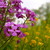 :iconenigmatic-lemon: