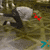 :iconeniluthetimeguardian: