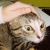 :iconenntea: