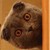 :iconenovagrand: