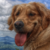 :iconenslavedbydragons: