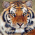 :iconenvy-incarnate: