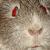 :iconenvy-wrath: