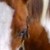 :iconenvyequestrian: