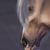 :iconenynn: