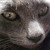 :iconenzedgreen: