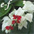 :iconephemeral-felicity:
