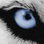 :iconephemeralmemory: