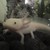 :iconepicaxolotl: