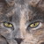 :iconepiccattaco: