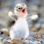 :iconepicchicken125: