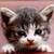 :iconepiccupcake88872: