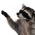 :iconepicmaskedraccoonboy: