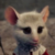 :iconepicshaymin: