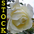 :iconepicwish-stock: