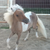 :iconepony: