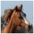 :iconequinephotos: