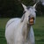 :iconequinestockimages1: