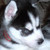 :iconeraofthedragons: