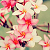:iconerato-the-muse: