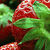 :iconerdberry: