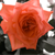 :iconerebo01:
