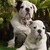 :iconericd007: