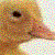 :iconerilea: