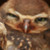 :iconerinaceinae: