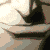 :iconErishon: