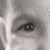 :iconesbark: