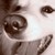 :iconeskieherder: