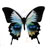 :iconesrarr: