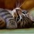 :iconessence-of-graphics: