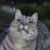 :iconessu-kka: