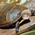 :iconestoniaturtleplz: