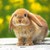 :iconeta-lyrea: