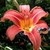 :iconeternalflower66: