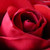 :iconethereal-flower: