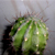 :iconeugenica: