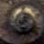 :iconeuphorbic:
