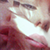 :iconeva-bowan: