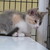 :iconeva-cian: