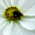 :iconevanescent-beauty54: